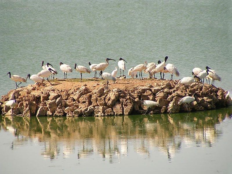 Porbandar Bird Sanctuary 