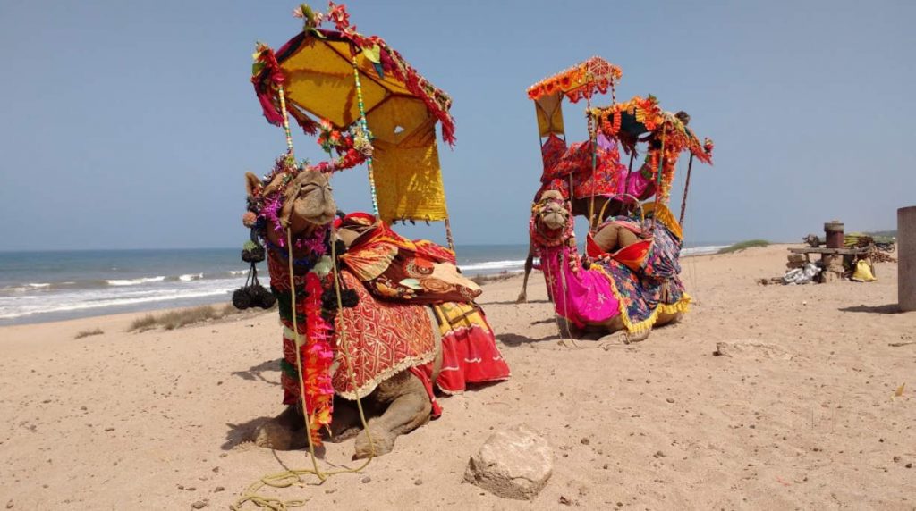 Camel Ride Madhavpur 