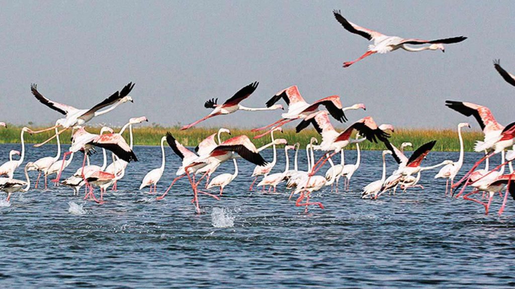 Nalsarovar bird sanctuary