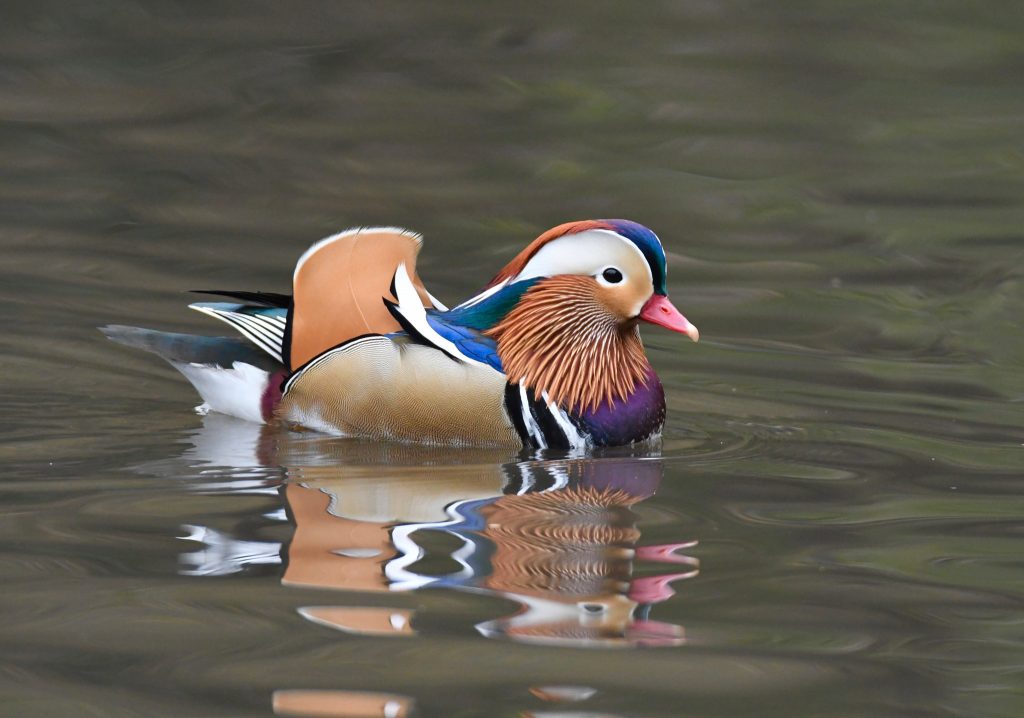 Thol lake bird sanctuary