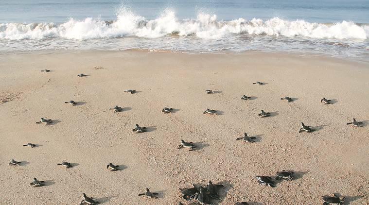 Madhavpur Turtle Hatchery